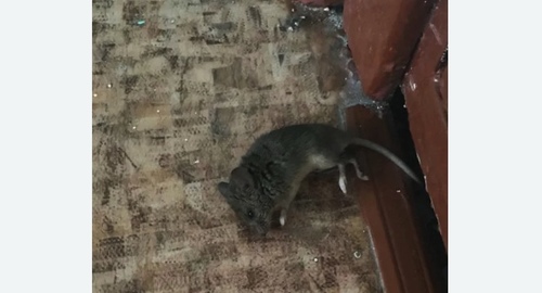 Дезинфекция от мышей в Северном Измайлово города Москвы